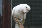 Tanimbar Cockatoo