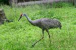 Florida sandhill crane