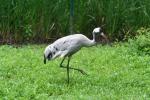 Common crane