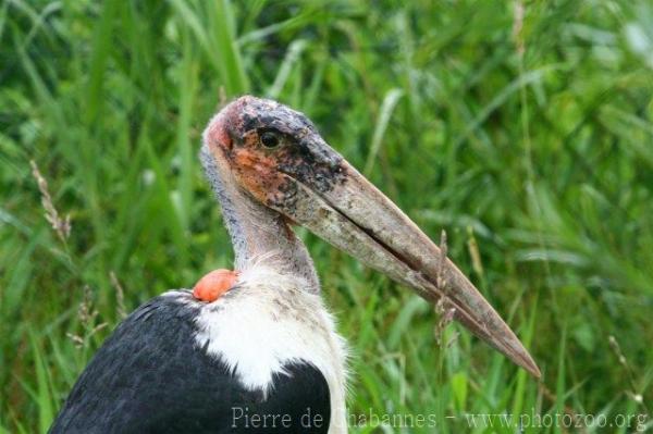 Marabou stork