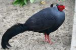 Siamese crested fireback