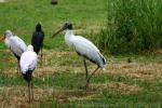 Wood stork