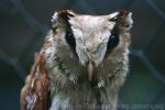 Oriental bay owl