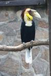 Wreathed hornbill