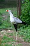 Secretarybird