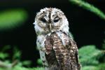 Rusty-barred owl