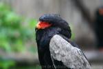 Bateleur