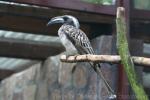 African grey hornbill