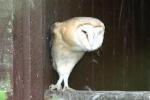 Common barn owl