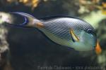 Sohal surgeonfish