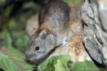 Gobi Altai mountain vole *