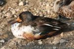 Northern shoveler