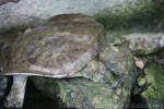 Florida softshell turtle