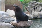 South African fur seal