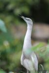 Indian pond-heron