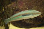 Mediterranean rainbow wrasse