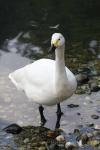 Whooper swan