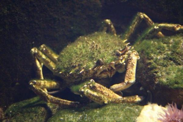 Greater spiny crab