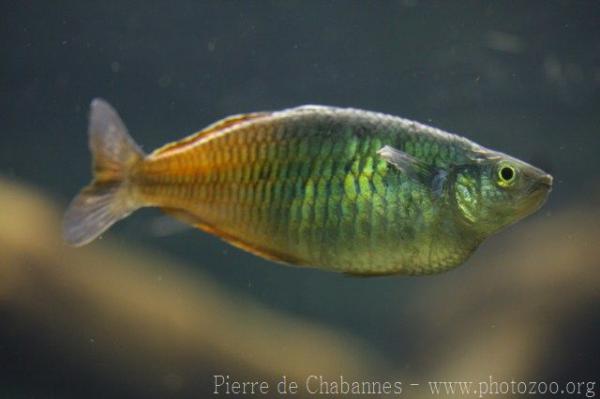 Boeseman's rainbowfish