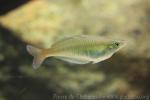 Lake Eacham rainbowfish