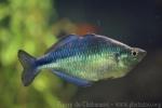 Lake Kutubu rainbowfish