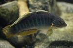 Purple-spotted gudgeon