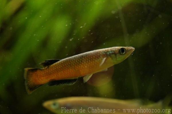 Powder-blue panchax