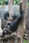 Eastern chimpanzee