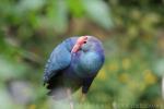 Purple swamphen