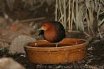 Red-necked crake *