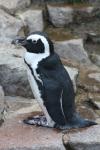 African penguin