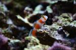 Pinkbar goby