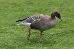 Pink-footed goose