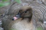 Pink-footed goose