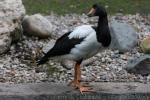 Magpie goose