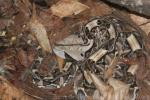 West-African gaboon viper