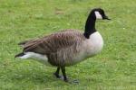 Atlantic Canada goose