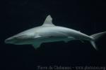 Blacktail reef shark