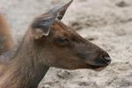 Rocky mountain elk