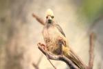 White-headed mousebird