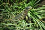 Giant spiny-tailed lizard