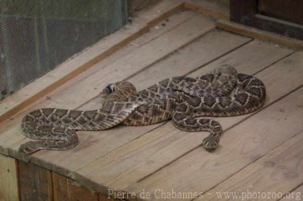 Western diamondback rattlesnake