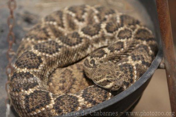 Western diamondback rattlesnake