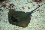 Blue-spotted maskray *