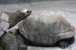 Aldabra giant tortoise