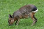 Patagonian mara