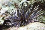 Double spined urchin