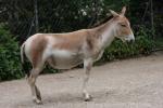 Persian onager