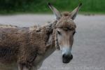 Persian onager