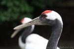 Red-crowned crane